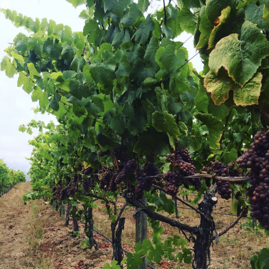 Assiduous Wines